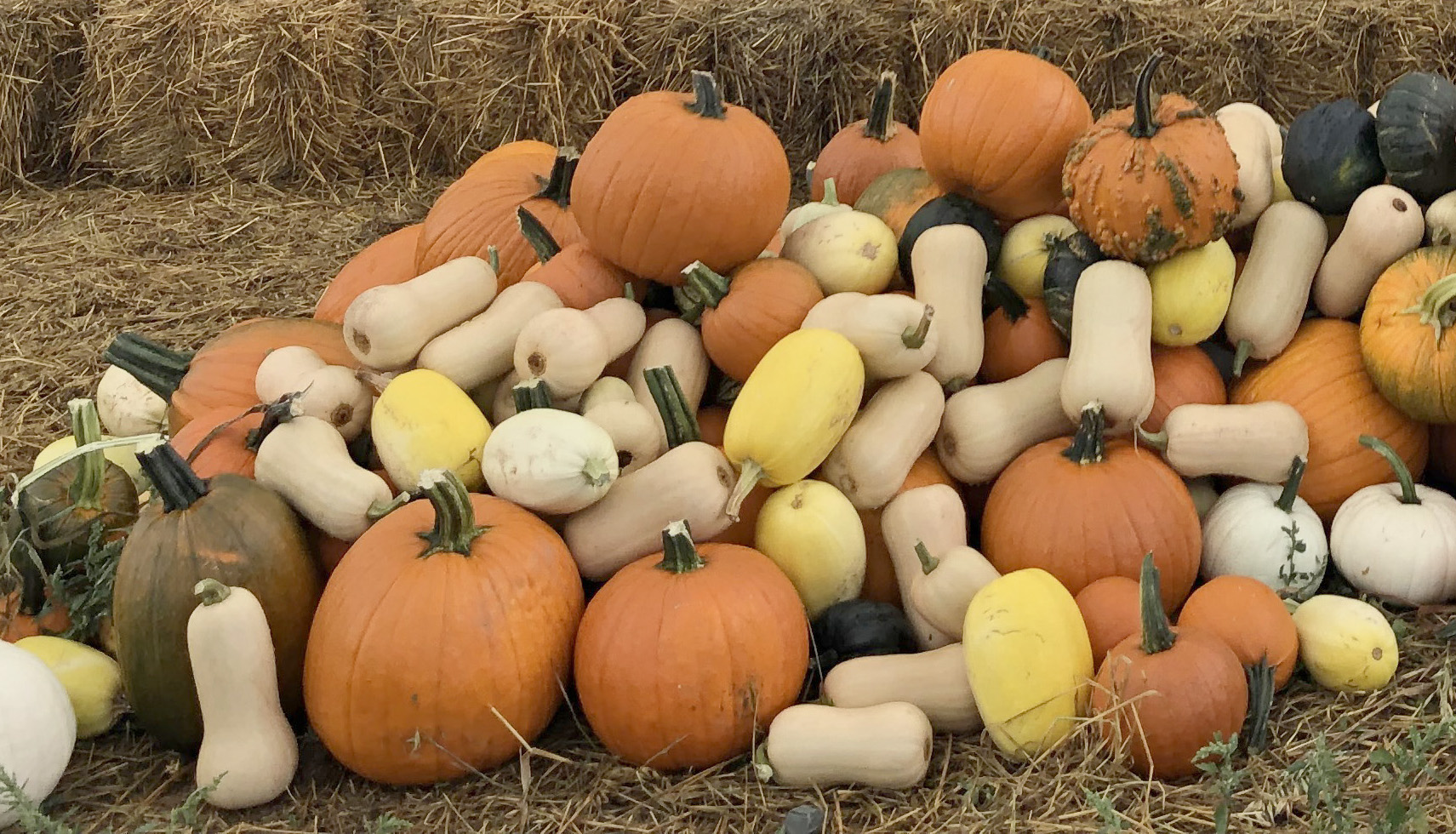 Ceuillettecitrouillesetcourges