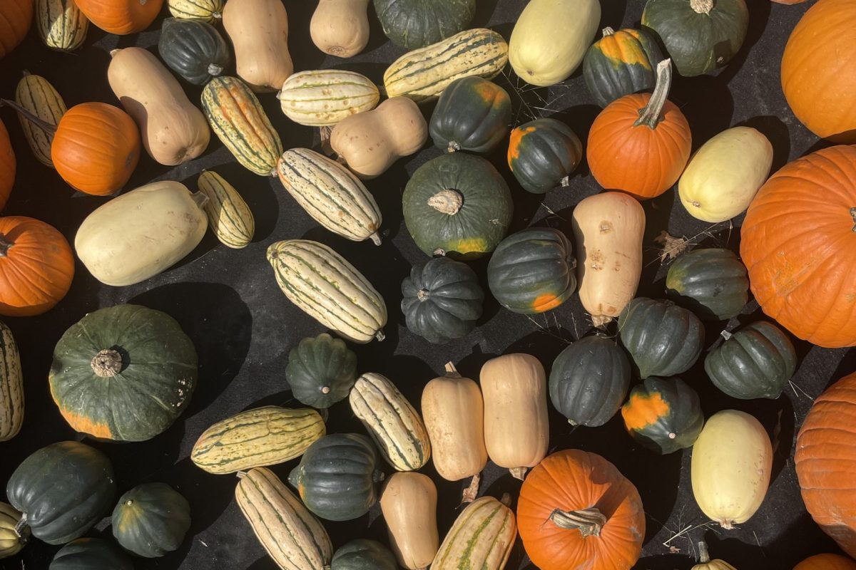 des courges