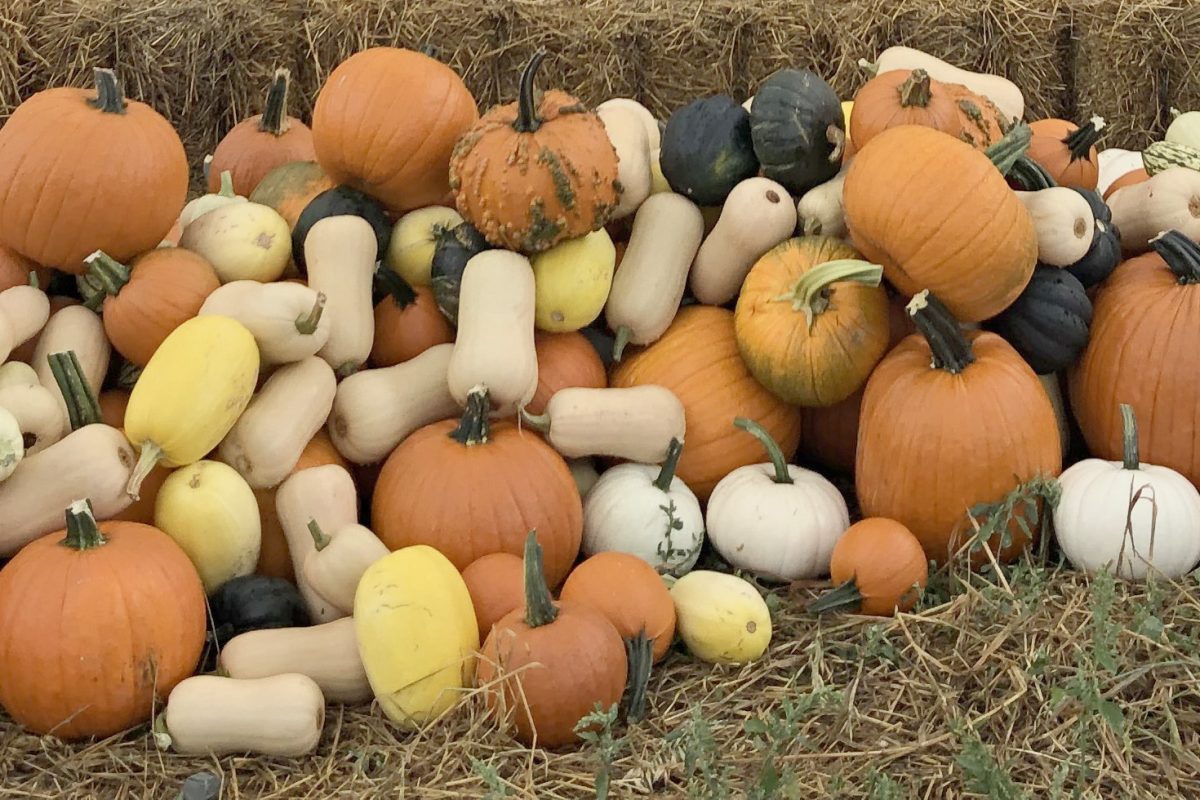 Courges sous pyramide